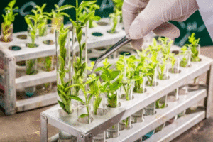 Sustentabilidade e Economia com Bioinsumos