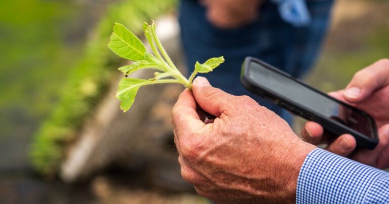 Produtor rural usando celular na lavoura